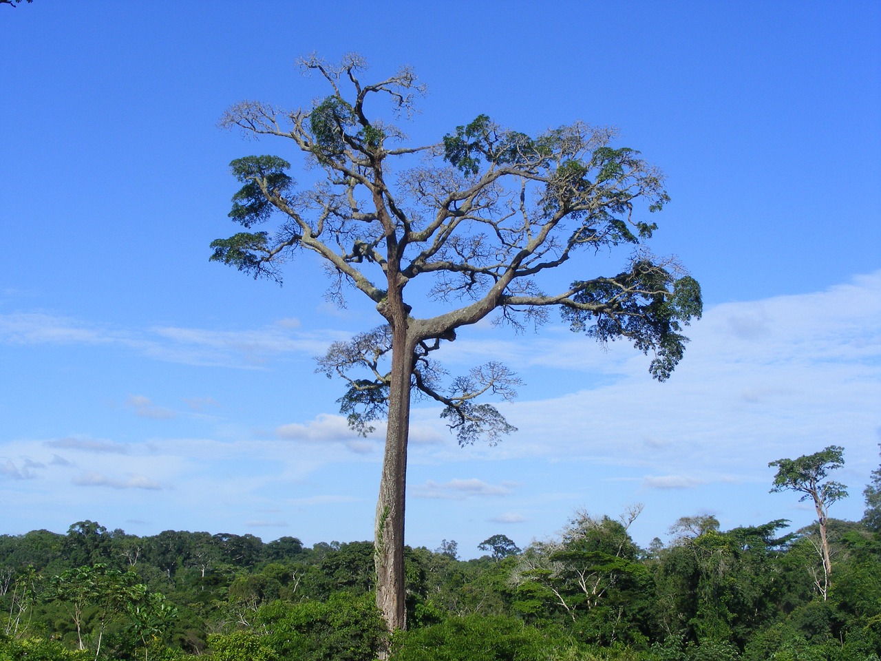 Cameroun et ses ressources naturelles.